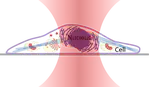 Biophysics studies
