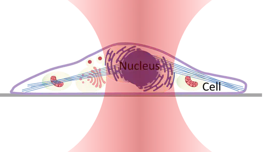 Biophysics studies